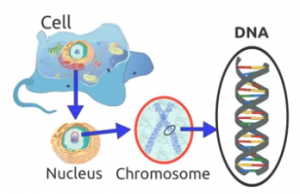 Biological inspiration, Genetic algorithm