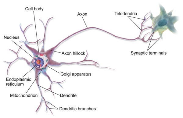 biological inspiration for artificial neural network