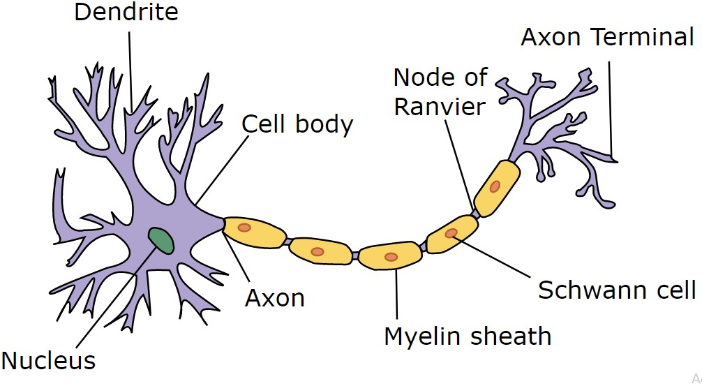 Structure of Neural Networks