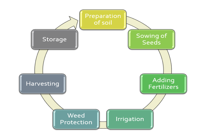 Artificial Intelligence Agriculture