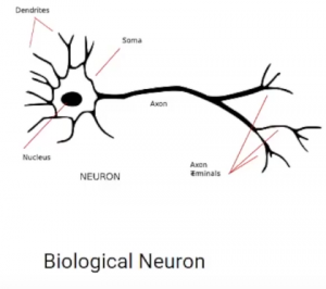 Biological neuron