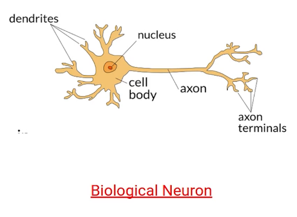 Perceptron biological neurons