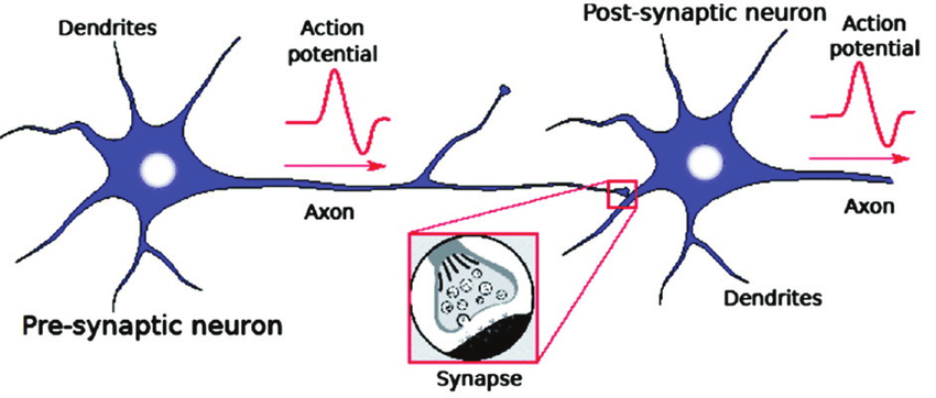 neuron Artificial neural networks